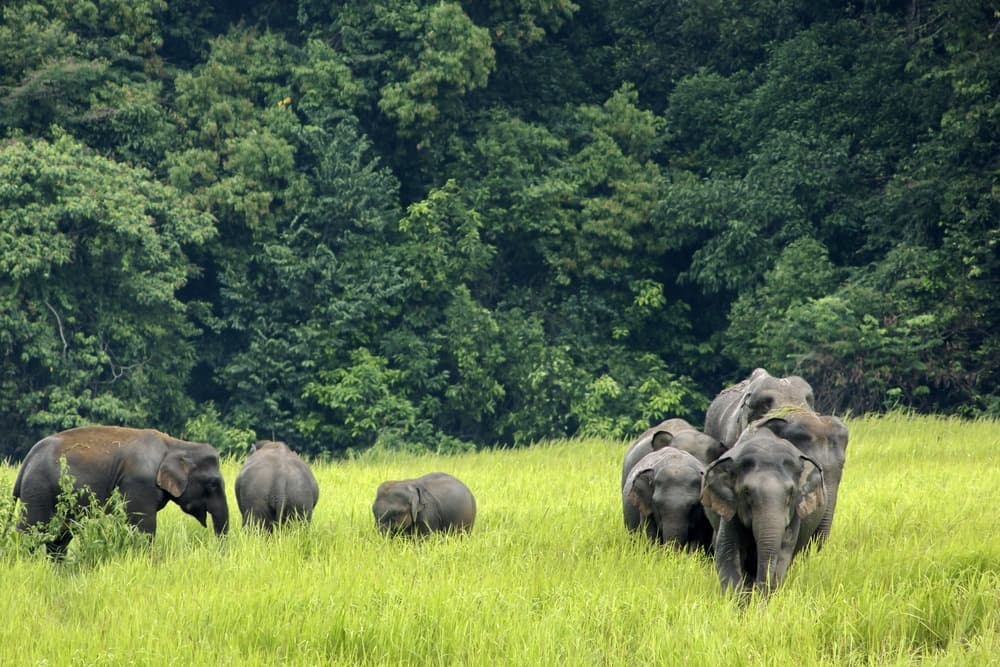 Parc national de Khao Yai